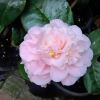 Camellia japonica Ave Maria