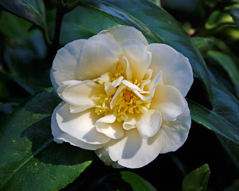Camellia japonica Dr Burnside