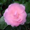 Camellia japonica E. G. Waterhouse