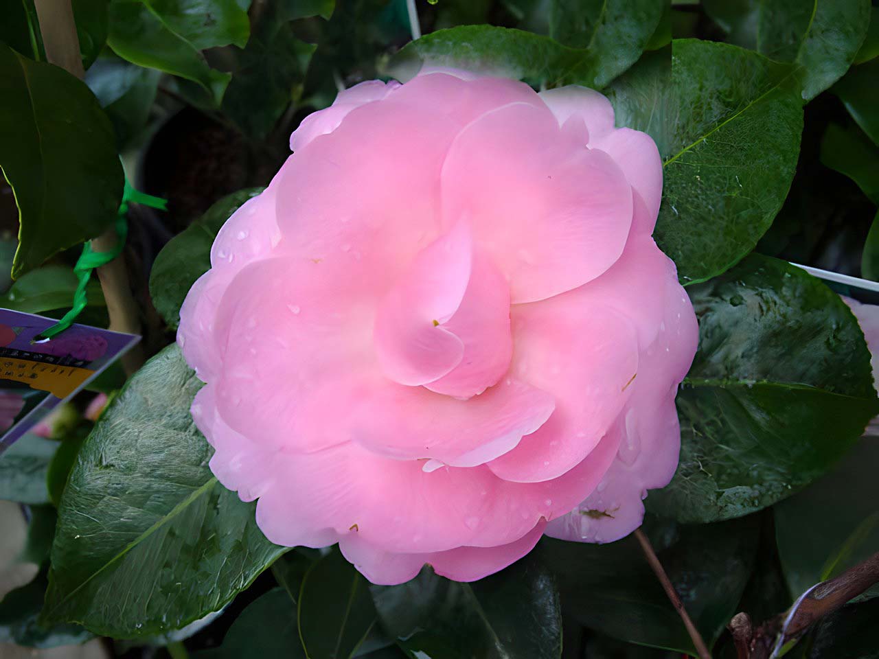 Camellia japonica E. G. Waterhouse