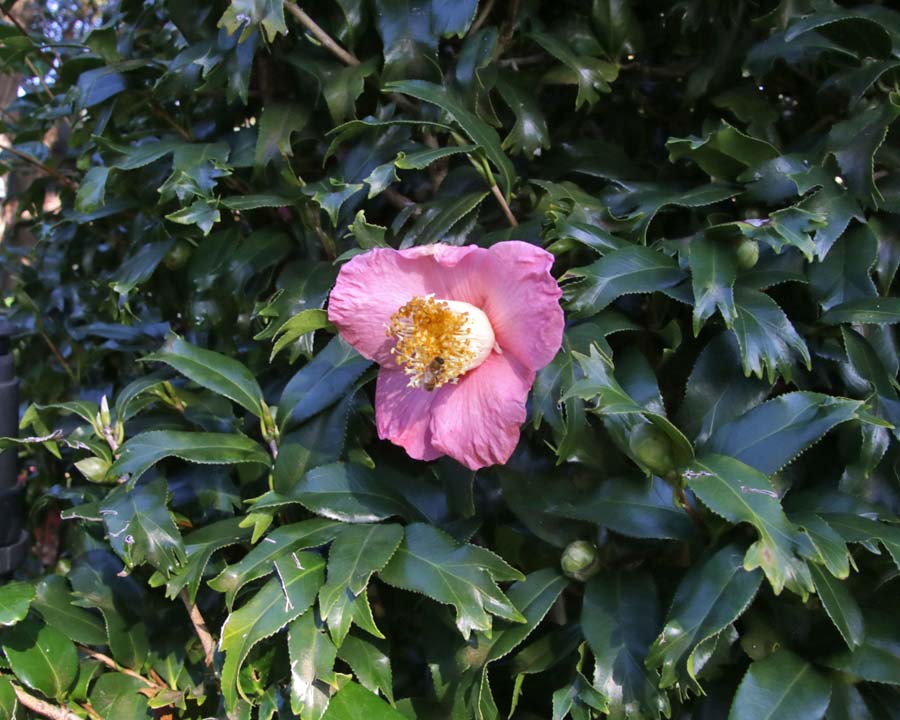 Camellia 'Kingyo Tsubaki' - Single pink flowers and leaves with fishtail tips