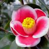 Camellia japonica Tama No Ura