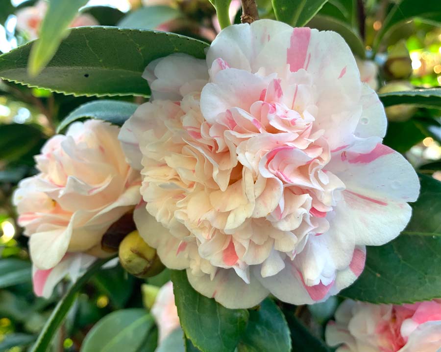 Camellia 'Aspasia Macarthur' - flower colours vary on same plant from white with pink flecks to deep pink.