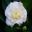 Camellia japonica 'Lemon Drop ' - miniature format double