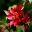 Camellia japonica Nightrider