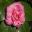 pink blooms of Camellia japonica 'Otahuhu Beauty'