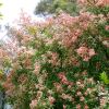 Ceratopetalum gummiferum.  NSW Xmas bush - Albery's Red