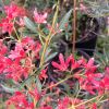 NSW Christmas Bush flower - Ceratopetalum gummiferum