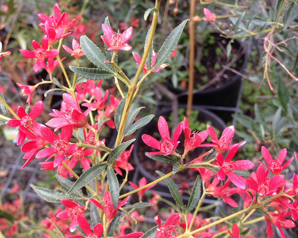 NSW Christmas Bush flower - Ceratopetalum gummiferum