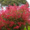 Ceratopetalum gummiferum.  NSW Xmas bush