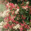 The white flowers turn red - Ceratopetalum gummiferum, NSW Christmas Bush