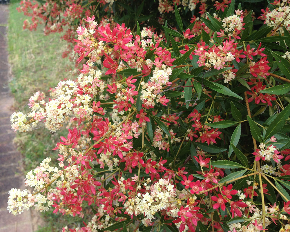 The white flowers turn red - Ceratopetalum gummiferum, NSW Christmas Bush