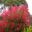 Ceratopetalum gummiferum.  NSW Xmas bush