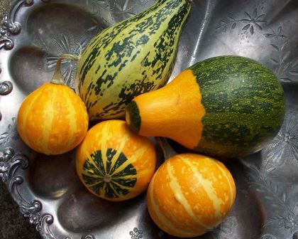 Cucurbita pepo var ovifera - gourds - photo Poyt448 Petr Woodard