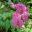 Filipendula purpurea - photo Uleli