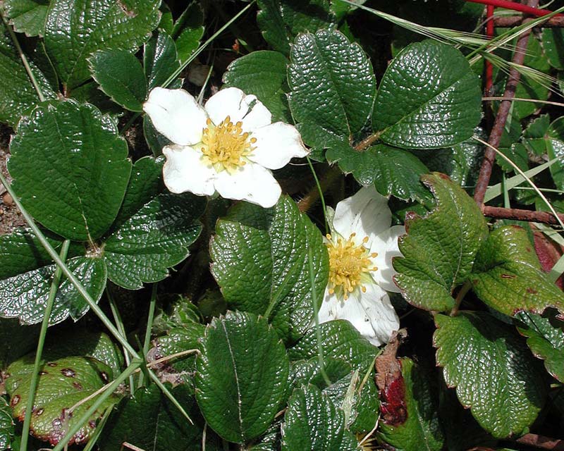 Fragaria chiloensis - wild strawberry - photo by Mike