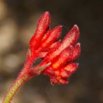 Anigozanthos flavidus (Dwarf Red) -  tubestock