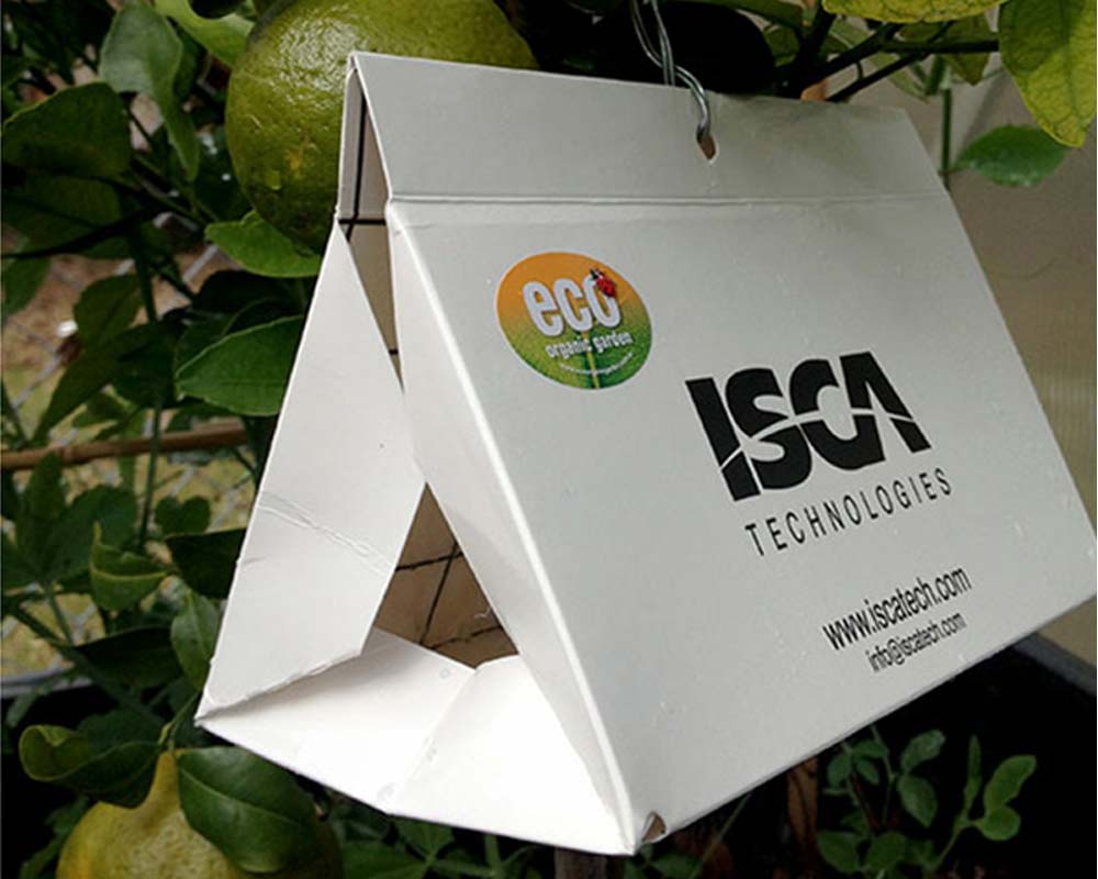 Eco-CLM Trap (Citrus Leafminor) - In Use