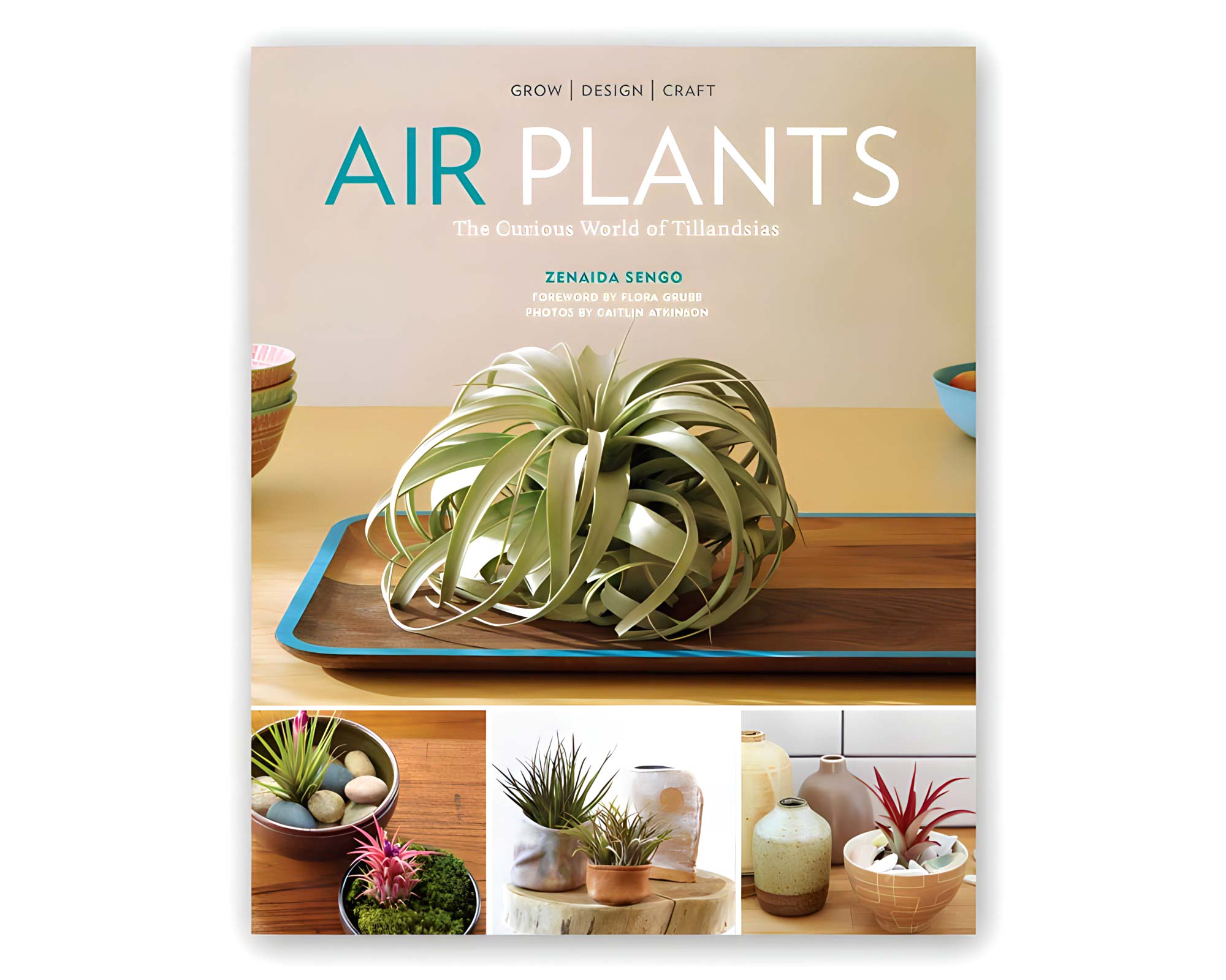 Air Plants - The Curious World of Tillandsias by Zenaida Sengo