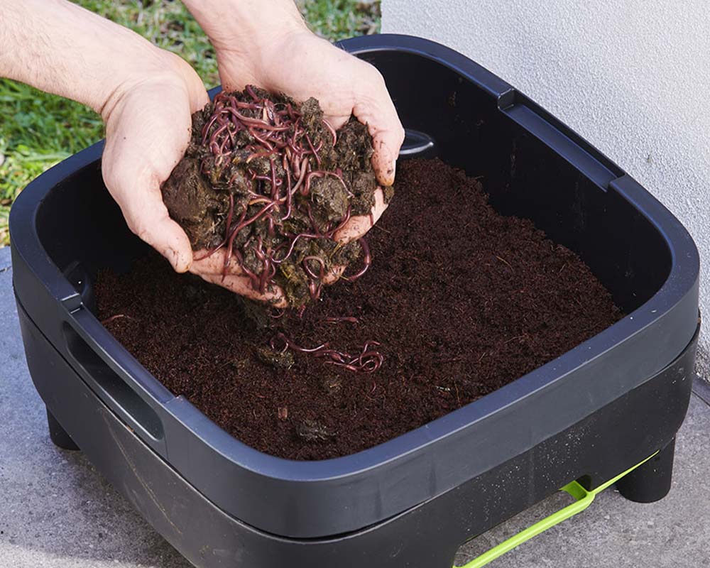 Live Compost Worms - 1000 Bag or 2000 Bag