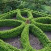 Buxus sempervirens - knot garden