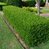 Buxus sempervirens - makes great formal hedging
