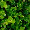 Buxus sempervirens - small leaves and short internodes