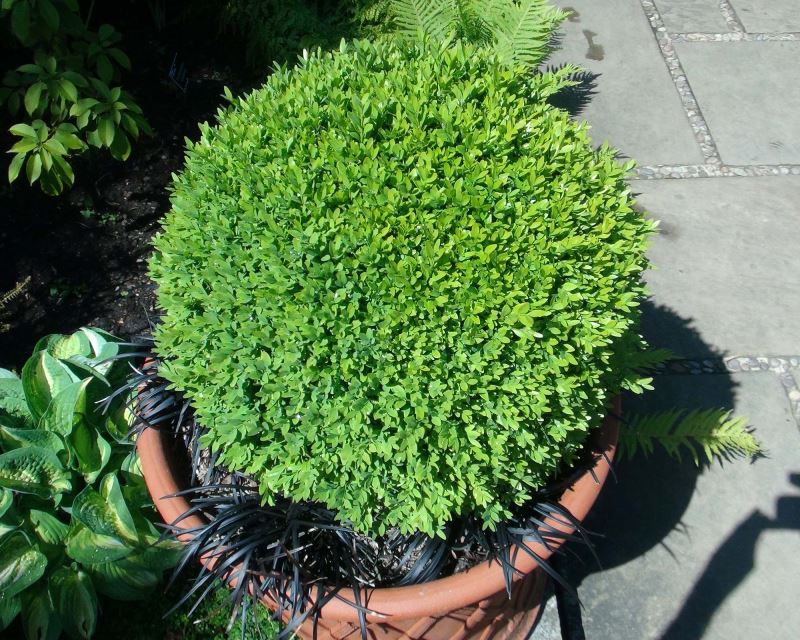 Buxus sempervirens - perfect for topiary