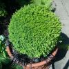 Buxus sempervirens - perfect for topiary