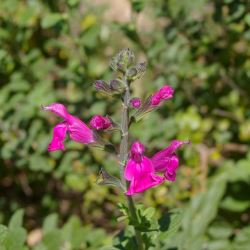 Salvia involucrata 'Joan' - tubestock