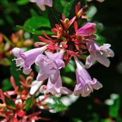 Abelia x grandiflora nana - tubestock
