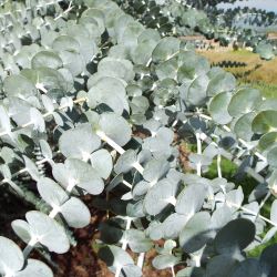 Eucalyptus pulverulenta - tubestock