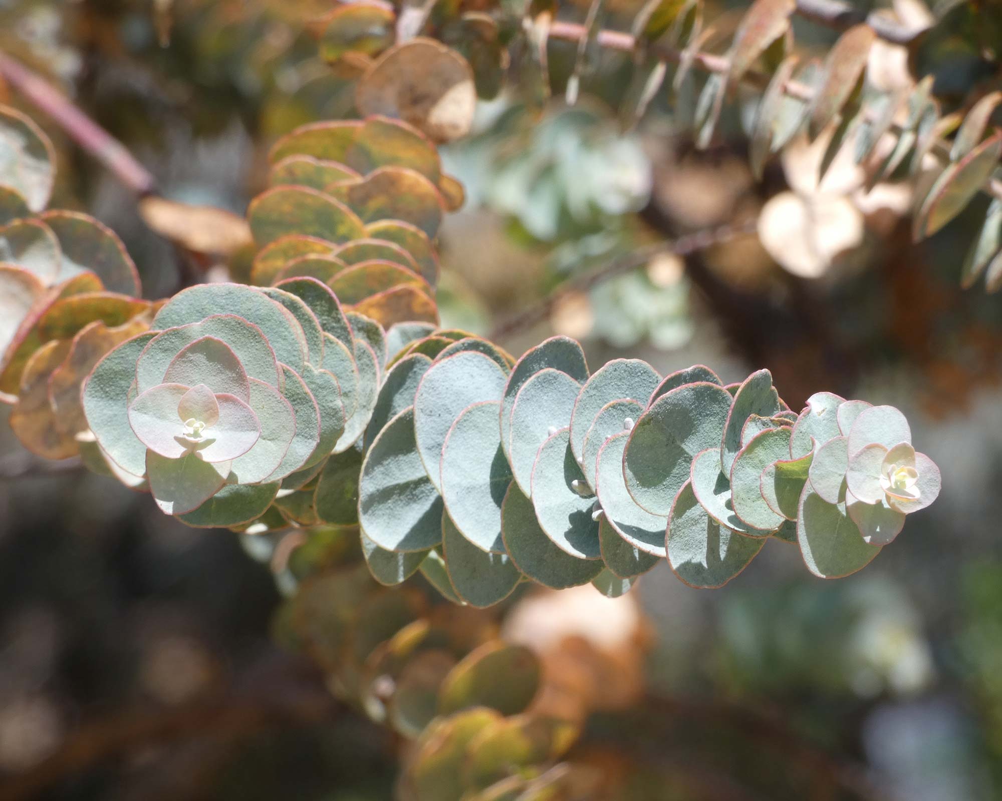 Eucalyptus kruseana - photo by Stilfehler