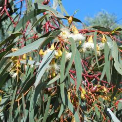 Eucalyptus porosa - tubestock