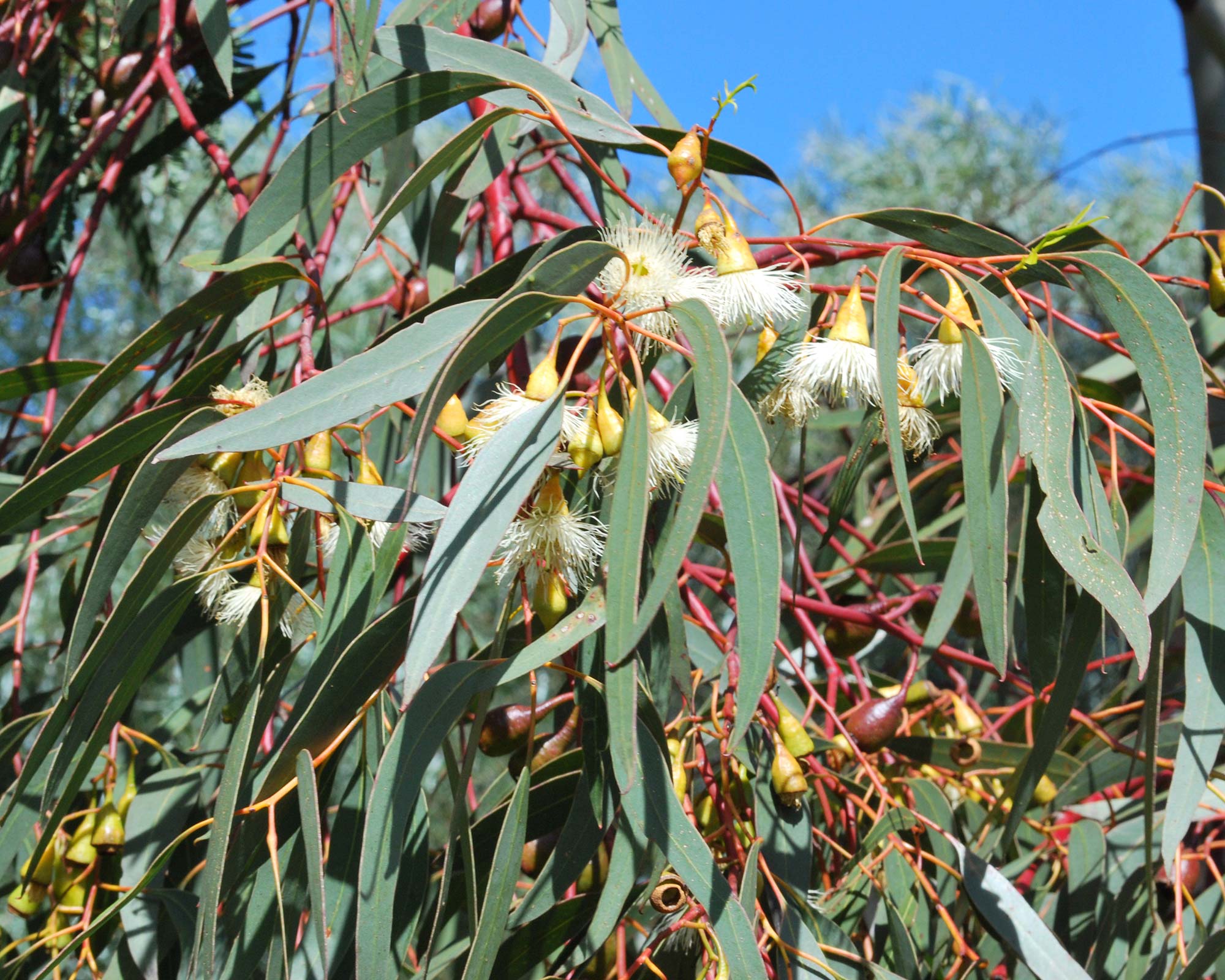 Eucalyptus porosa - photo by Sydney Oats