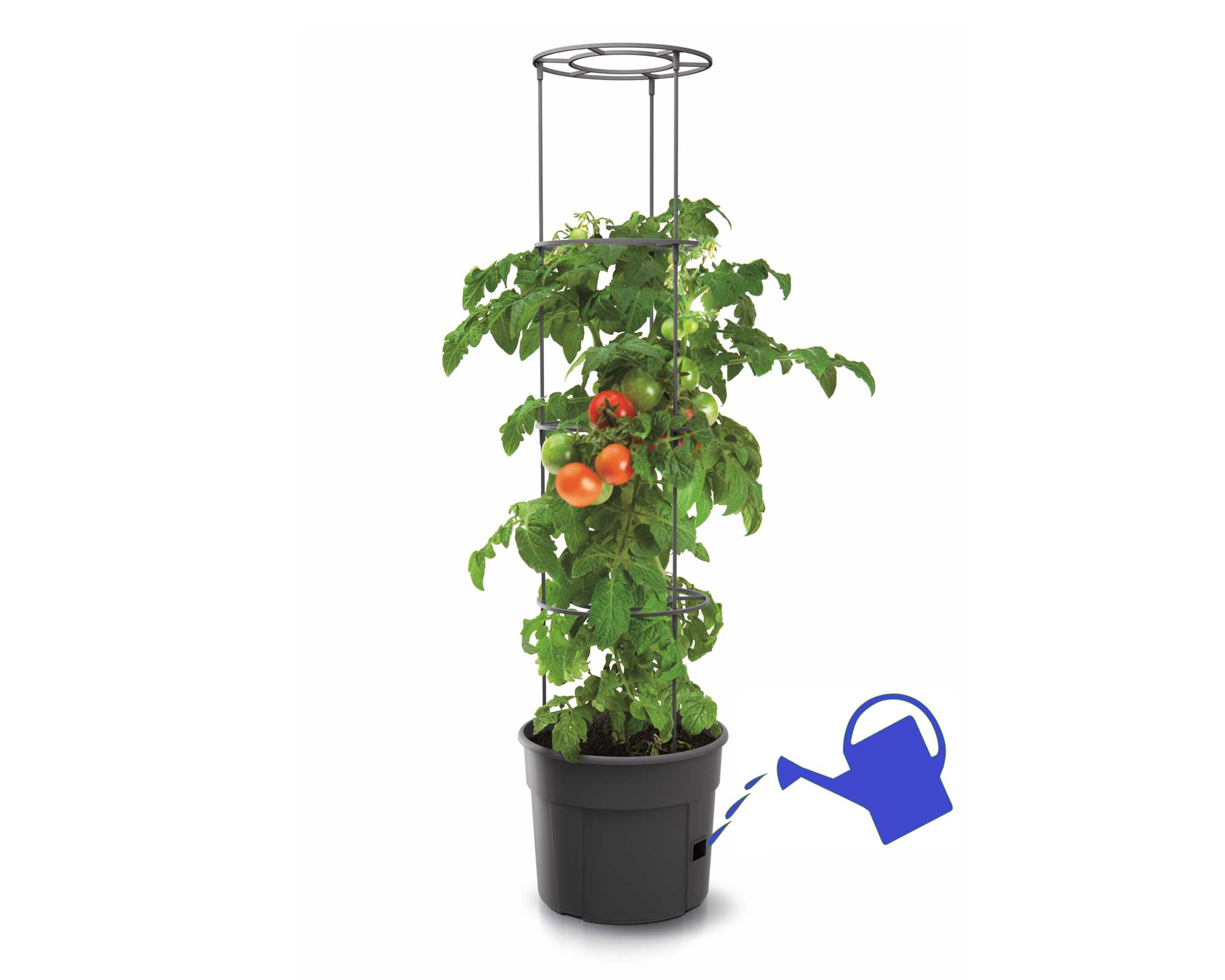 Tomato Grower Stand - Where to Water Roots