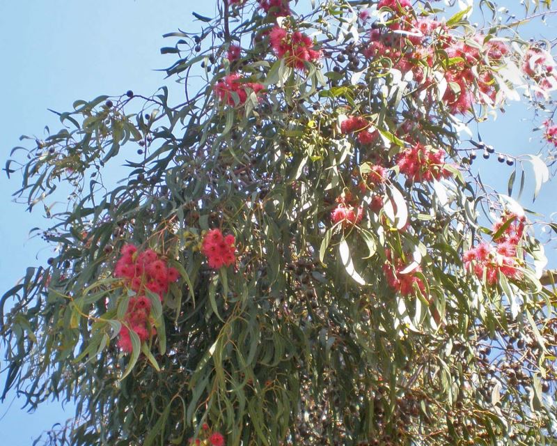 Eucalyptus leucoxylon - photo Consultaplantas