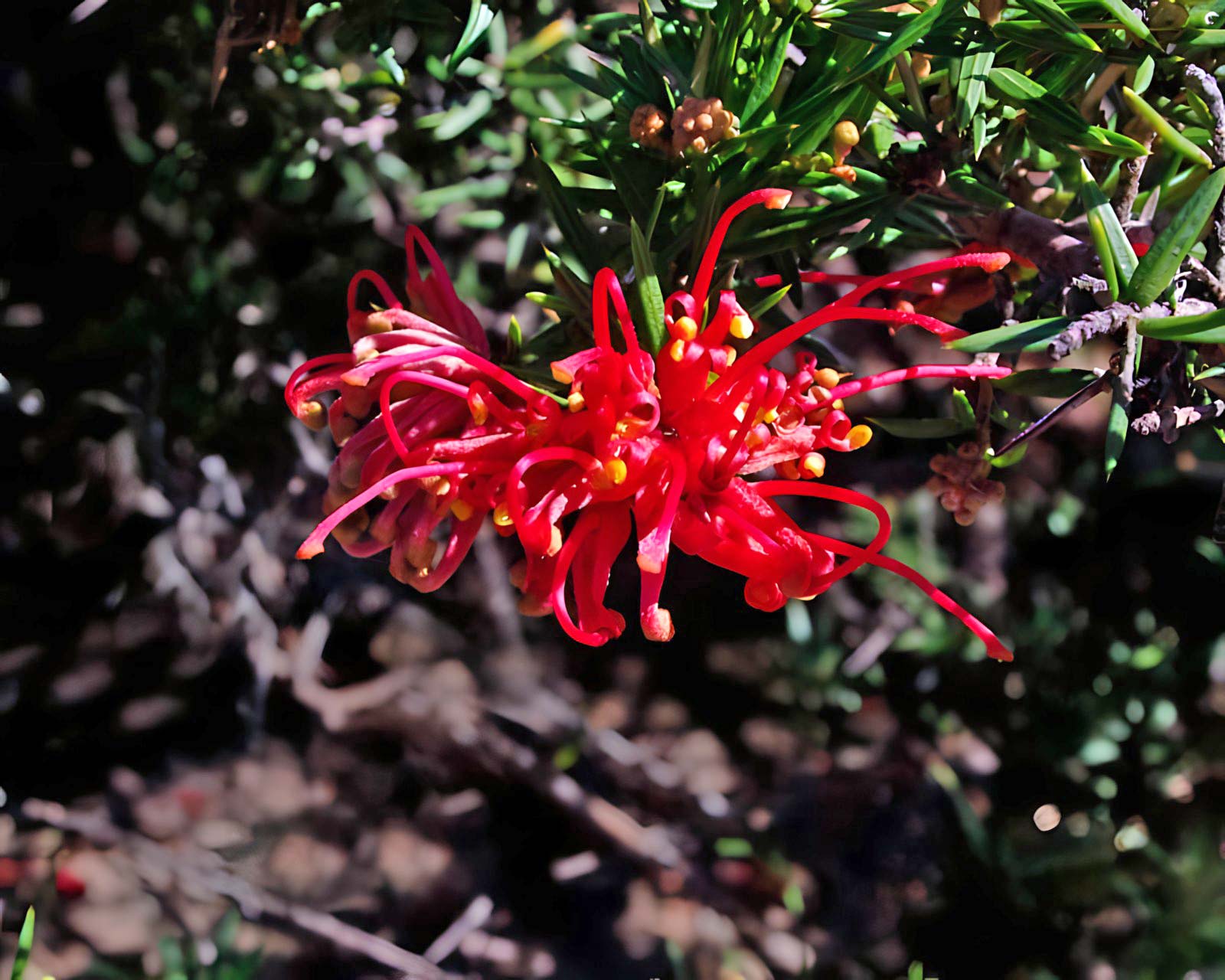 Grevillea juniperina - brilliant red spider-like flowers