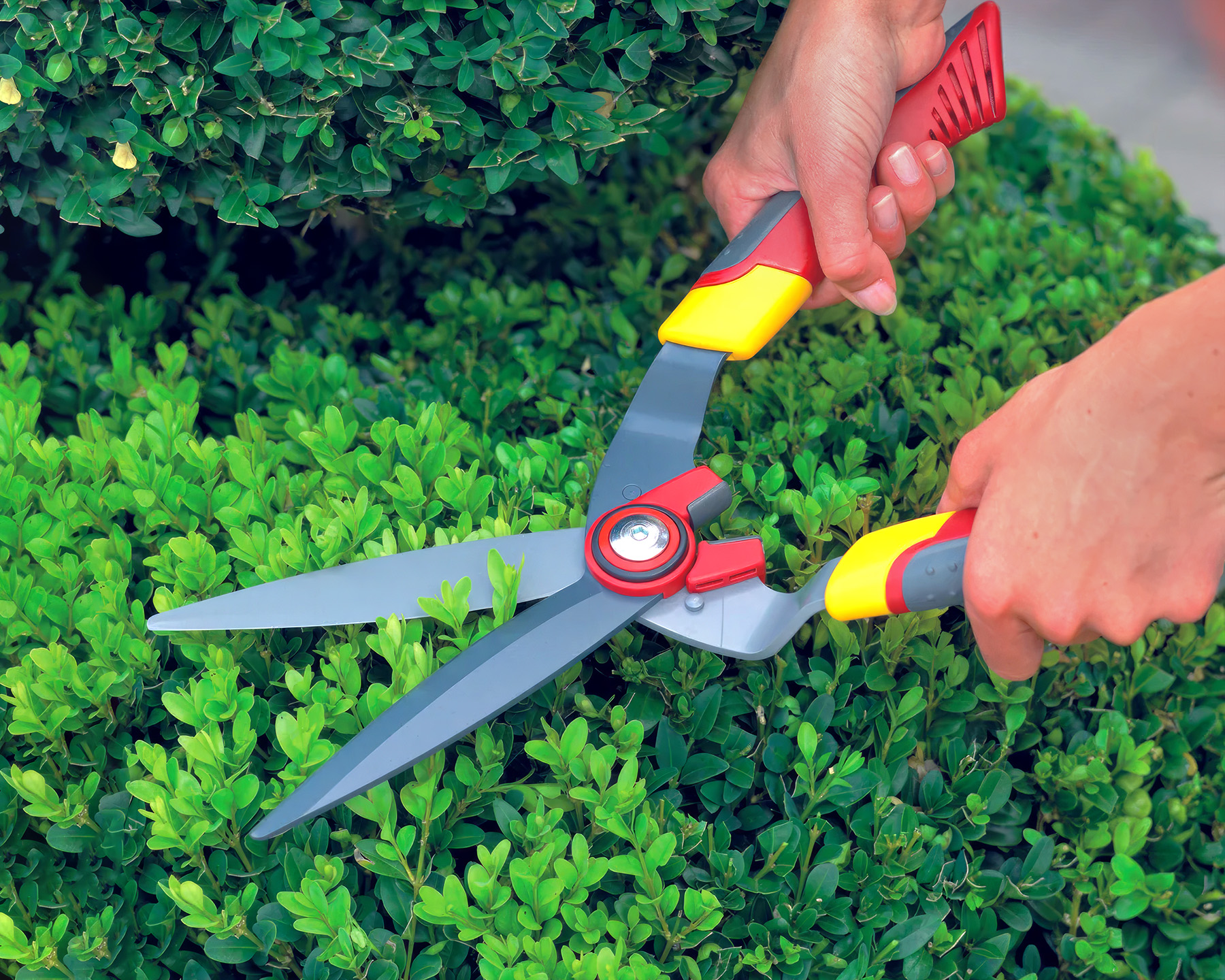 Hedge Shears (Topiary) (HS-B) - Wolf