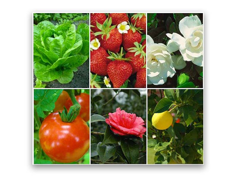 Just a few of the key plants that are susceptible to insects that get caught on the glue trap