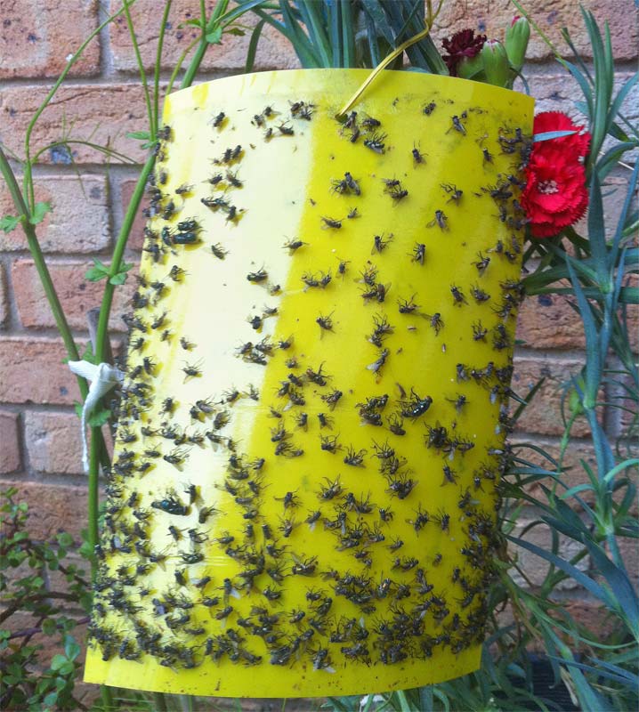 GardensOnline: Insect Glue Traps