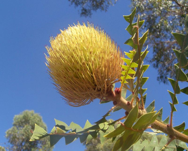 Banksia baxterii, photo Gnangarra