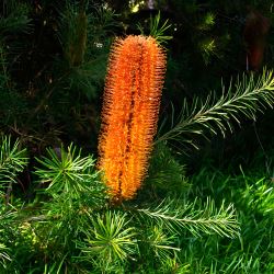 Banksia ericifolia  (Heath Banksia) -  tubestock