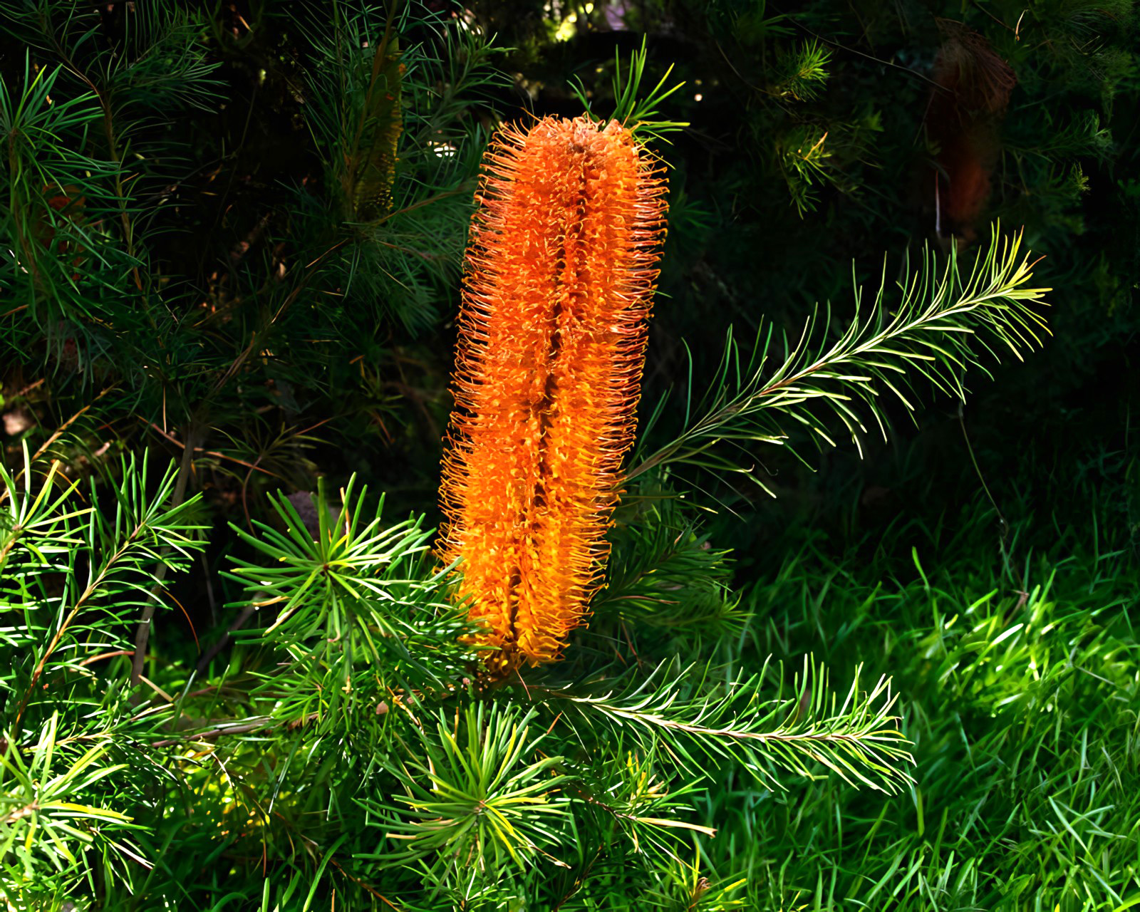 Heath Banksia - very popular in gardens, attracting nectar feeding birds
