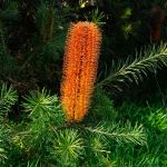 Banksia ericifolia  (Heath Banksia) - 50mm tubestock