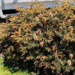 Banksia marginata - 50mm tubestock