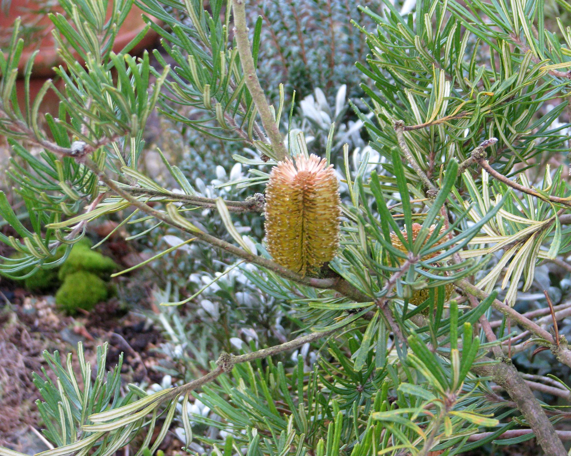 Banksia marginata - Silver Banksia - photo peganum