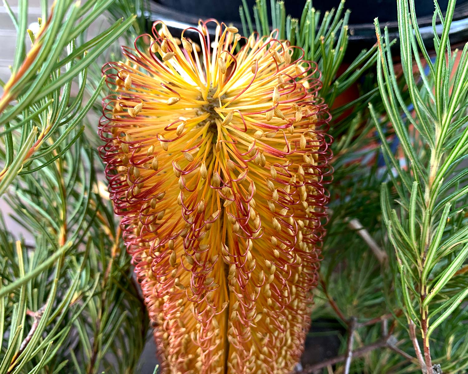 Banksia spinulosa (Hairpin Banksia)
