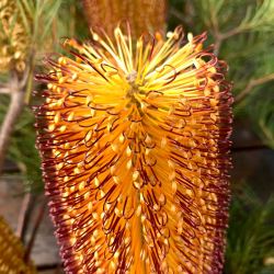 Banksia spinulosa (Hairpin Banksia) - tubestock