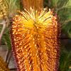 The very popular Hairpin Banksia Banksia spinulosa